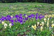 Violets (Viola sp), Sila National Park,  Calabria, Italy, June.