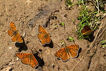 Frittilaries (Melitaea sp.) puddling on wet mud, Sila National Park,  Calabria, Italy, June,