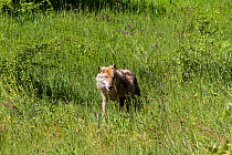 Grey wolf (Canis lupus), wild in Sila National Park,  Calabria, Italy, June.