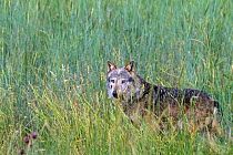 European grey wolf (Canis lupus) Sila National Park,  Calabria, Italy, June.