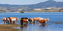 Cattle grazing in lake, Cecita lake, Sila National Park,  Calabria, Italy