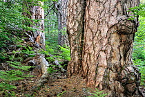 Giant  Austrian pine (Pinus nigra calabrica) tree trunks, Fallistro,  Sila National Park,  Calabria, Italy, June.