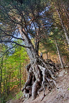Austrian pine (Pinus nigra calabrica) tree with exposed gnarled roots, Sila National Park,  Calabria, Italy. June.