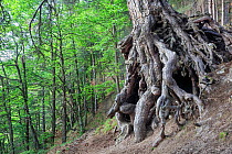 Austrian pine (Pinus nigra calabrica) tree with exposed gnarled roots, Sila National Park, Parco Nazionale della Sila UNESCO World Heritage Site, Calabria, Italy. June.