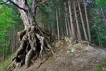 Austrian pine (Pinus nigra calabrica) tree with exposed gnarled roots, Sila National Park, Parco Nazionale della Sila UNESCO World Heritage Site, Calabria, Italy. June.