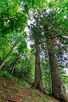 Silver fir trees (Abies alba), Sila National Park,  Calabria, Italy, June 2013.
