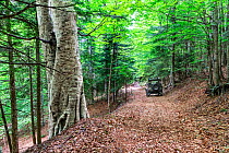 Forest ranger jeep patrols Gariglione mixed wood, with large Beech Tree (Fagus sylvatica) Sila National Park,  Calabria, Italy, June 2013.