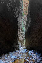 Valli Cupe canyon. Sila National Park,  Calabria, Italy, June 2013.