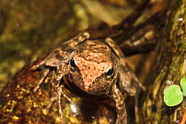 Agile frog (Rana dalmatina). Sila Piccola southern escarpment, Valli Cupe Canyon, Sila National Park,  Calabria, Italy. June 2013.