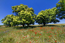 Chestnut trees (Castanea sativa) in flower with poppies, Sila Greca. Sila National Park,  Calabria, Italy. June.