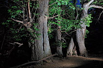 Chestnut tree (Castanea Sativa) at night, Sila Greca, Sila National Park,  Calabria, Italy, June.