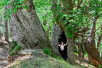 Woman standing in hollow of ancient Chestnut tree (Castanea Sativa). Sila Greca, Sila National Park, Parco Nazionale della Sila UNESCO World Heritage Site, Calabria, Italy, June.