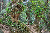 Ancient Chestnut tree (Castanea Sativa). Sila Greca, Sila National Park,  Calabria, Italy, June.