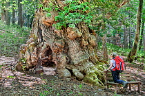 Giant ancient Chestnut tree (Castanea Sativa) with woman, Sila Greca, Sila National Park, Parco Nazionale della Sila UNESCO World Heritage Site, Calabria, Italy, June.