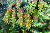 Cones of Silver fir (Abies alba) on tree, Sila National Park,  Calabria, Italy, June.