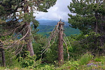 Austrian pine trees (Pinus nigra calabrica) Sila National Park,  Calabria, Italy. June.