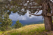 Austrian pine (Pinus nigra calabrica) Sila National Park, Parco Nazionale della Sila UNESCO World Heritage Site, Calabria, Italy. June.