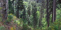 Austrian pine (Pinus nigra calabrica) forest. Sila National Park, Parco Nazionale della Sila UNESCO World Heritage Site, Calabria, Italy.