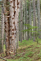 Austrian pine (Pinus nigra calabrica) Sila National Park, Parco Nazionale della Sila UNESCO World Heritage Site, Calabria, Italy. June.