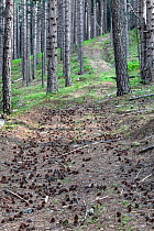 Austrian pine (Pinus nigra calabrica) trees with cones on the ground, Sila National Park, Parco Nazionale della Sila UNESCO World Heritage Site, Calabria, Italy, June.