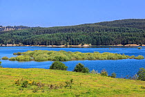 Cecita lake, Sila National Park,  Calabria, Italy, June 2013.