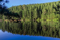 Ampollino Lake with pine trees reflected. Sila National Park,  Calabria, Italy, June 2013.