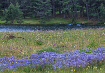 Meadow with blue flax (Linum bienne) flowering, Sila National Park,  Macchialonga valley, Calabria, Italy, June.