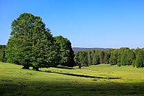 Uplands in Sila National Park with mixed Beech (Fagus sylvatica) and Austrian pine (Pinus nigra calabrica) forest, Sila National Park,  Calabria, Italy, June.