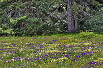 Flower meadow with purple and yellow violets (Viola sp) Sila National Park,  Macchialonga valley, Calabria, Italy. June 2013.