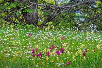 Roman orchids (Dactylorhiza romana) against  background of Ox-eye daises (Leucanthemum vulgare). Sila National Park,  Calabria, Italy. June