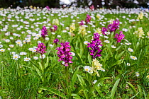 Roman orchids (Dactylorhiza romana) against a background of Ox-eye daises Leucanthemum vulgare). Sila National Park,  Calabria, Italy. June 2013.