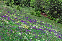 Carpet of Purple and yellow violets (Viola sp) Sila National Park,  Calabria, Italy. June 2013.