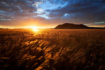Grassland landscape at sunset, NamibRand Nature Reserve, Namib Desert, Namibia, March 2012.