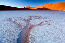 Dendritic water pattern resembling a tree in Deadvlei, Sossuvlei, Namib-Naukluft Park, Namibia. February 2011.