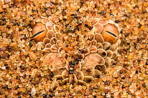 Peringuey&#39;s desert adder (Bitis peringueyi) hidden in sand, Namibia.