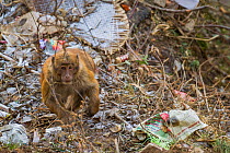 Arunachal macaque (Macaca munzala) sitting among litter, Arunchal Pradesh, Himalayas, India.