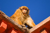 Arunachal macaque (Macaca munzala) on roof of building, Tawang, Arunchal Pradesh, Himalayas, India.
