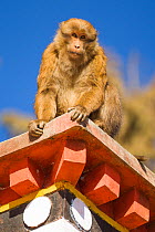 Arunachal macaque (Macaca munzala)  on roof of building, Tawang, Arunchal Pradesh, Himalayas, India.