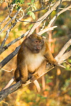 Arunachal macaque (Macaca munzala) Arunchal Pradesh, Himalayas, India.