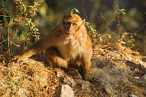 Arunachal macaque (Macaca munzala) Arunchal Pradesh, Himalayas, India.