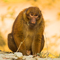 Arunachal macaque (Macaca munzala) male, Arunchal Pradesh, Himalayas, India.