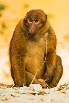 Arunachal macaque (Macaca munzala) male, Arunchal Pradesh, Himalayas, India.