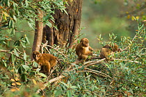 Arunachal macaque (Macaca munzala) babies playing in tree, Arunchal Pradesh, Himalayas, India.