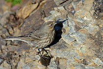 Rock pipit (Anthus petrosus) foraging for invertebrates on a rocky cliff face, Cornwall, UK, April