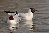 Black-headed gull (Larus ridibundus) pair courting on a shallow lake, with female begging the male to feed her, Gloucestershire, UK, April