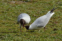 Black-headed gull (Larus ridibundus) pair courting, with male regurgitating food for his mate, Gloucestershire, UK, April.
