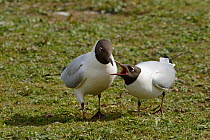 Black-headed gull (Larus ridibundus) pair courting, with female begging the male to feed her, Gloucestershire, UK, April
