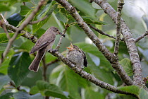 Spotted flycatcher (Muscicapa striata) feeding a solitary bee to its chick which has just left the nestbox, Cornwall, UK, August.
