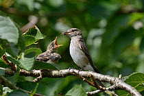 Spotted flycatcher (Muscicapa striata) feeding a chick which has just left its nestbox with a solitary bee, Cornwall, UK, August.