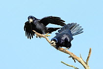 Rook (Corvus frugilegus) pair calling and displaying on a dead branch near their tree top nest site, Cornwall, UK, April.